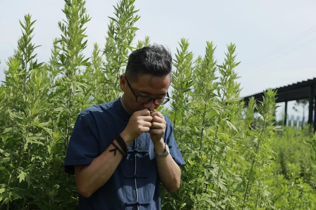 艾草怎么辨別真假，假蘄艾盛行，妙招教你輕松避雷！